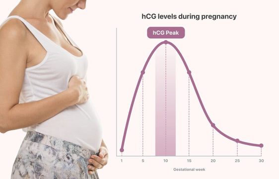 <p>1st trimester</p><ul><li><p>10-11 days after conception</p></li><li><p>Doubles every 48-72 hours</p></li></ul><p>Blood hCG test will not be (+) after a certain amount of time (8-11 weeks), but urine hCG will remain (+) throughout the pregnancy and for a little time after </p><p></p><p></p>