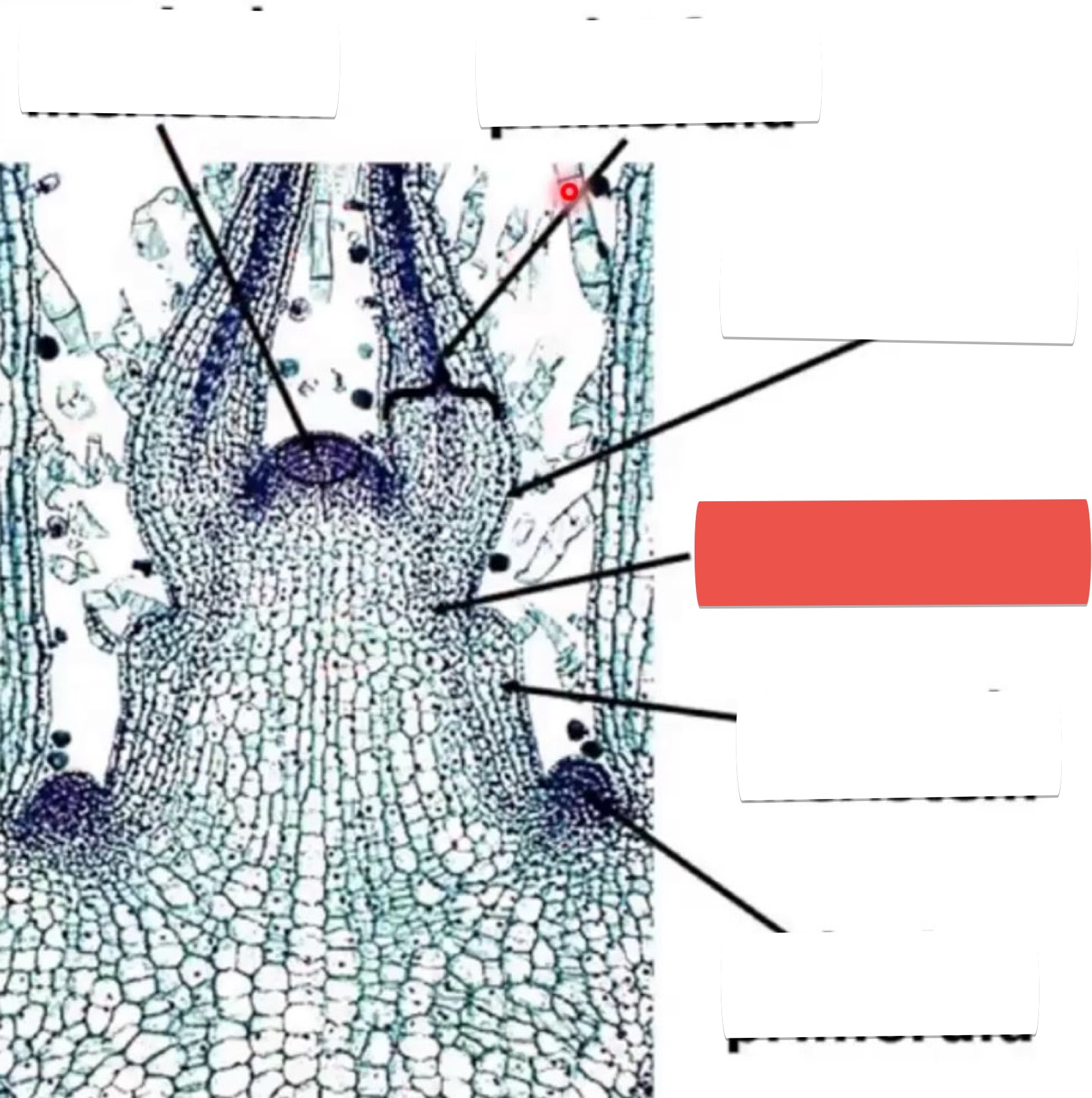 <p>identify the part in red</p>