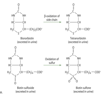 <p>tetranorbiotin</p>
