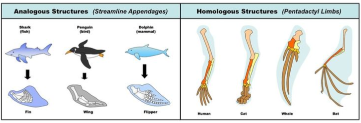 analogous vs homologous structures