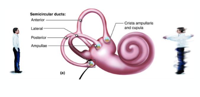<p>Por el nivel de fluido llamado endolfina o laberinto en el sistema vestibular, un complejo conjunto de tubos en el oído interno. Con el moviento, la endolfina se desplaza haciendo que los cílios se muevan, lo que provoca la apertura de los canales de los receptores, lo que lleva a que los potenciales de acción se propaguen desde las células ciliadas hasta el nervio auditivo. La velocidad del movimiento del fluido, más la calidad del mismo, proporciona más información sobre el movimiento.</p><p>El sistema vestibular tiene tres ejes diferentes, para saber como nos estamos moviendo en x,y,z.</p>