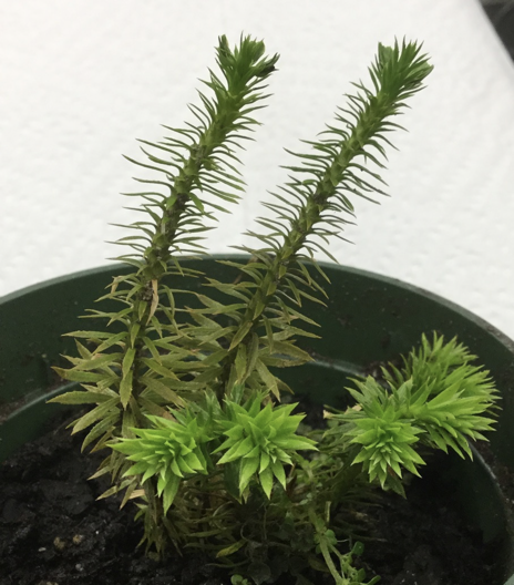 <p>lycopodium </p>