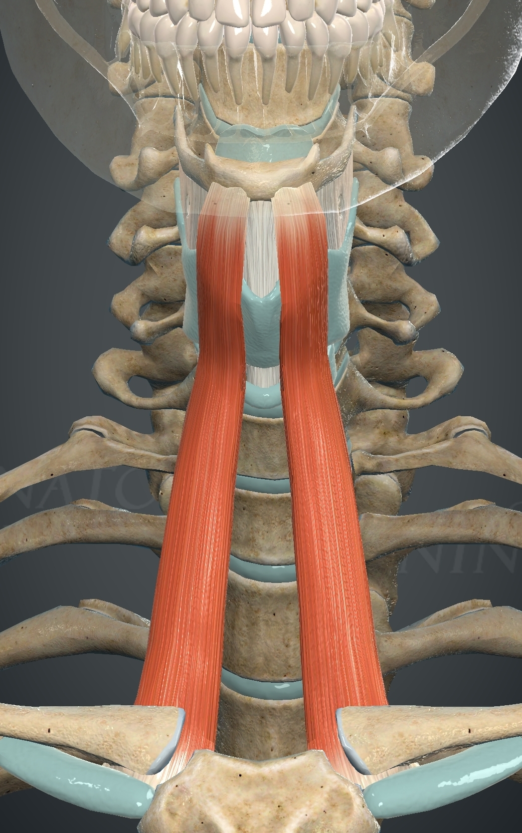 <p>What muscle is this?</p>