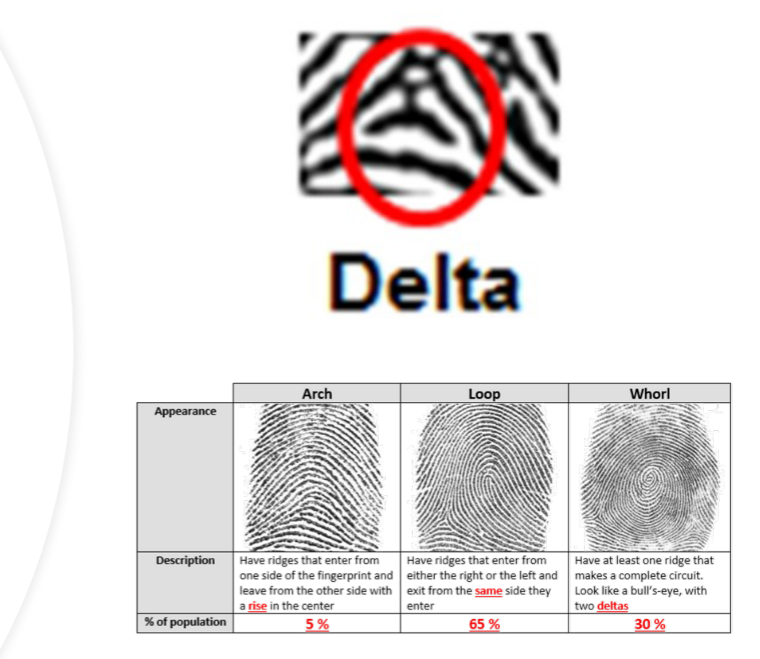 <p>Fingerprint Patterns</p>