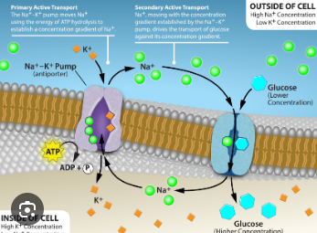 <p>Active transport is the movement of molecules or ions against their concentration gradient (so from low to high concentration) using ATP</p><p></p><p><strong>Key Features of Active Transport:</strong></p><ul><li><p><strong>It requires energy, </strong>ATP produced during cellular respiration is used</p></li><li><p>It uses <strong>protein pumps, </strong>a Carrier Protein that uses ATP to move molecules against their concentration gradient</p></li><li><p>No Channel Proteins Involved</p></li></ul><p></p>