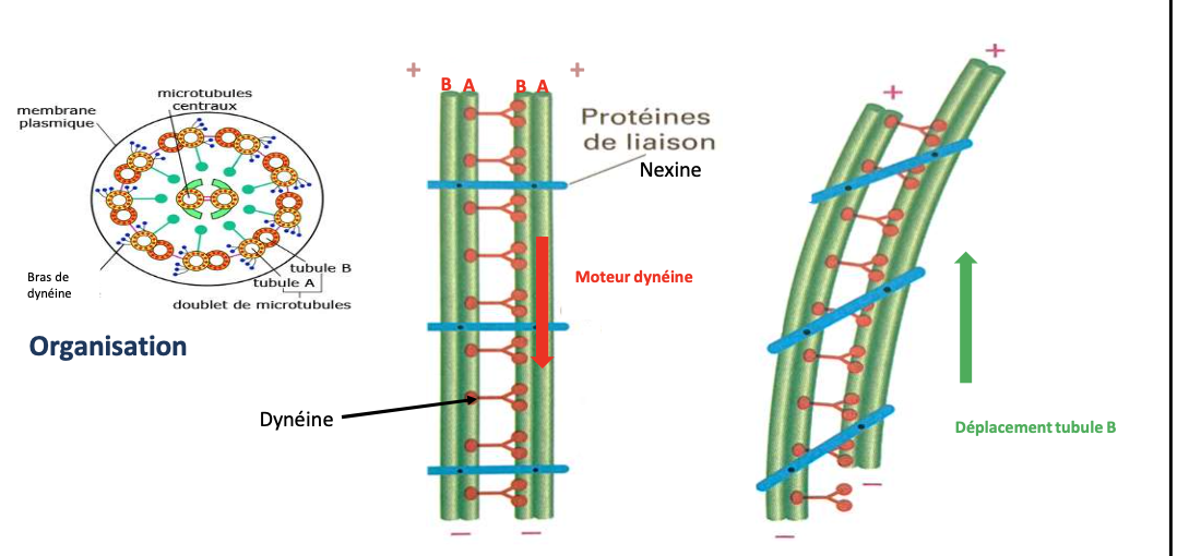 <p></p><ul><li><p><strong>Type :</strong> Protéine accessoire</p></li><li><p><strong>Filament :</strong> Microtubules (axonème des cils/flagelles)</p></li><li><p><strong>Fonction :</strong> Relie les doublets périphériques, maintient la structure de l’axonème</p></li></ul><p></p>