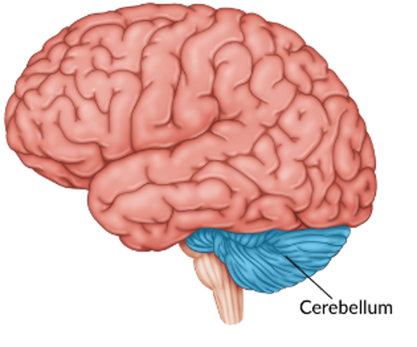 <p>1. Maintenance of balance and posture.</p><p>2. Coordination of voluntary movements.</p><p>3. Facilitates motor memory (e.g. walking, riding a bike, playing musical instrument)</p>