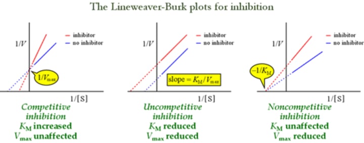 <p>Uncompetitive inhibitor!! <br>Km: reduced <br>Vm: reduced<br><br>just think about the lineweaver plot graphs!</p>