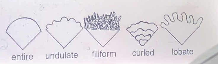 <p><span><span>_____________ (</span><u><span>colony edge</span></u><span> magnified and viewed from above)</span></span></p>