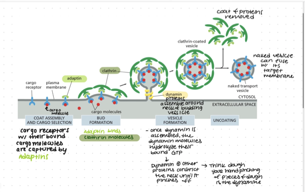<p>clathrin: protein that makes up the coat of a transport vesicle that buds from either the golgi app (on the outward secretory pathway) or from the plasma membrane (on the inward endocytic pathway). Plays no part in choosing specific molecules for transport.</p><p>Dynamin: a GTP binding protein assembles as a ring around the neck of each deeply invaginated clathrin- coated pit — together with other proteins the dynamin causes the neck to restrict and pinches off</p><p>Adaptin: secure the clathrin coat to the vesicle membrane and help select cargo molecules for transport </p><p>from the powerpoint slides:</p><p><span><span>•Coat proteins bend the membrane to form vesicles</span></span></p><p><span><span>•Require adaptor molecules that recognize cargo receptor proteins</span></span></p><p><span><span>•Cargo is specific</span></span></p><p></p>