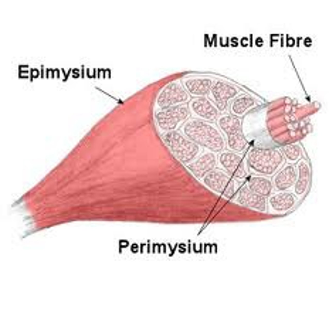 <p>connective tissue surrounding fascicule of muscle</p>
