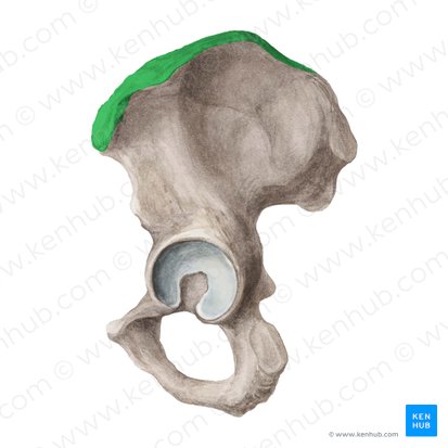 <p>Origin: TFL (tensor fasciae latae partial origin)</p>