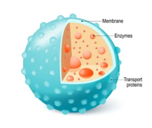 <p>membrane bound. contains an acidic (pH&lt;7) solution and enzymes used to digest/metabolize discarded cell structures and other organic matter</p>