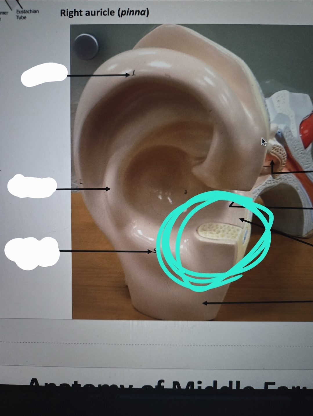 <p>Anatomy of the ear</p>