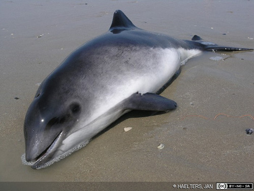 Identify the scientific name of the harbor porpoise.