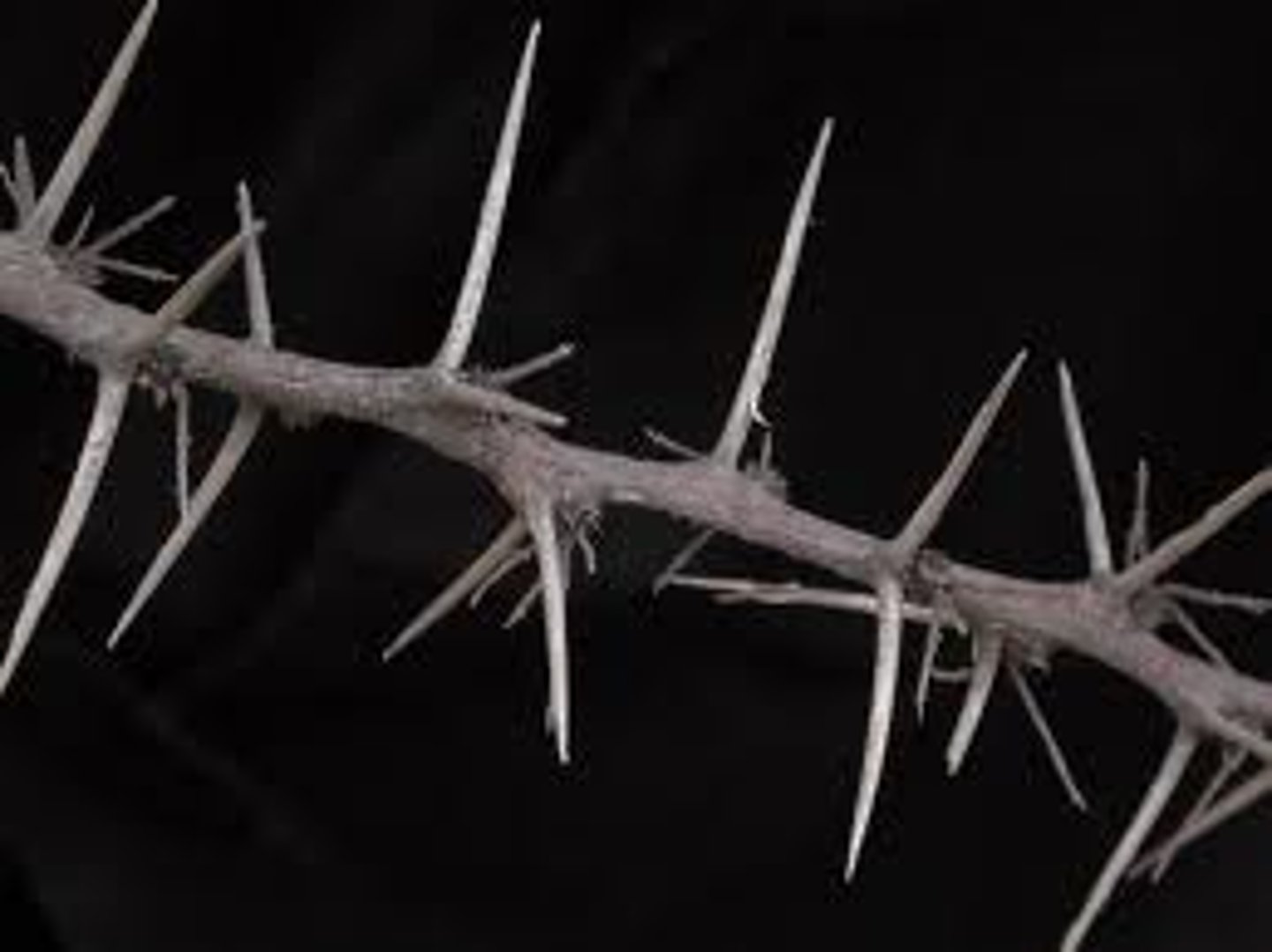 <p>thorn, spine</p>