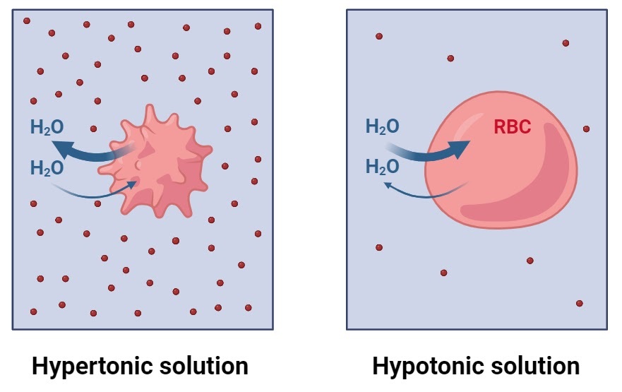 <ul><li><p><span style="background-color: transparent; font-family: &quot;Helvetica Neue&quot;, sans-serif;"><span>Individual water molecules move both ways across a membrane</span></span></p></li><li><p><span style="background-color: transparent; font-family: &quot;Helvetica Neue&quot;, sans-serif;"><span>But net movement is from </span><u><span>hypotonic</span></u><span> (less concentrated/more water) solution to </span><u><span>hypertonic</span></u><span> (more concentrated/less water) one → balance concentrations&nbsp;</span></span></p></li></ul><p></p>