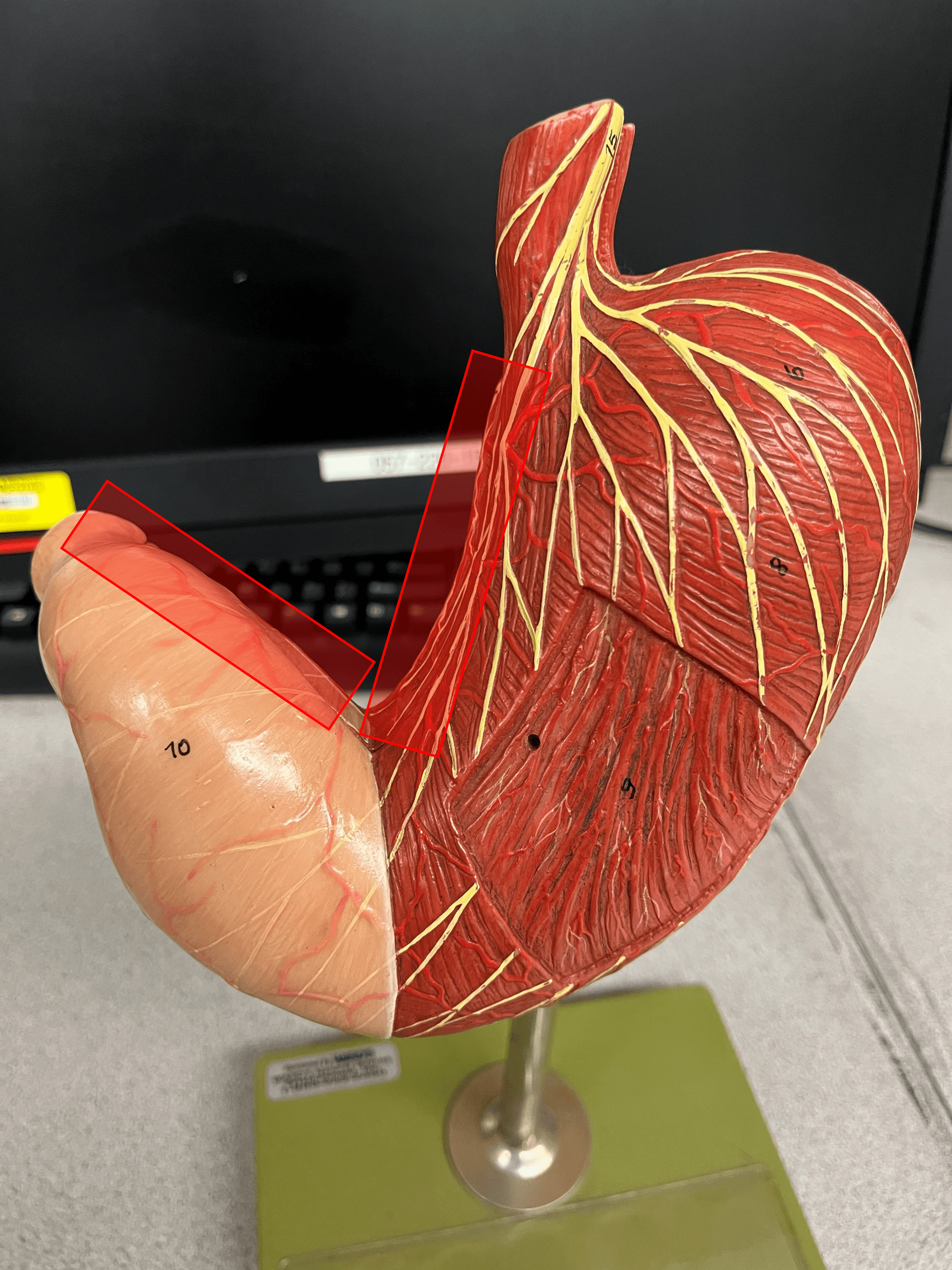 The medial, concave curvature of the stomach.