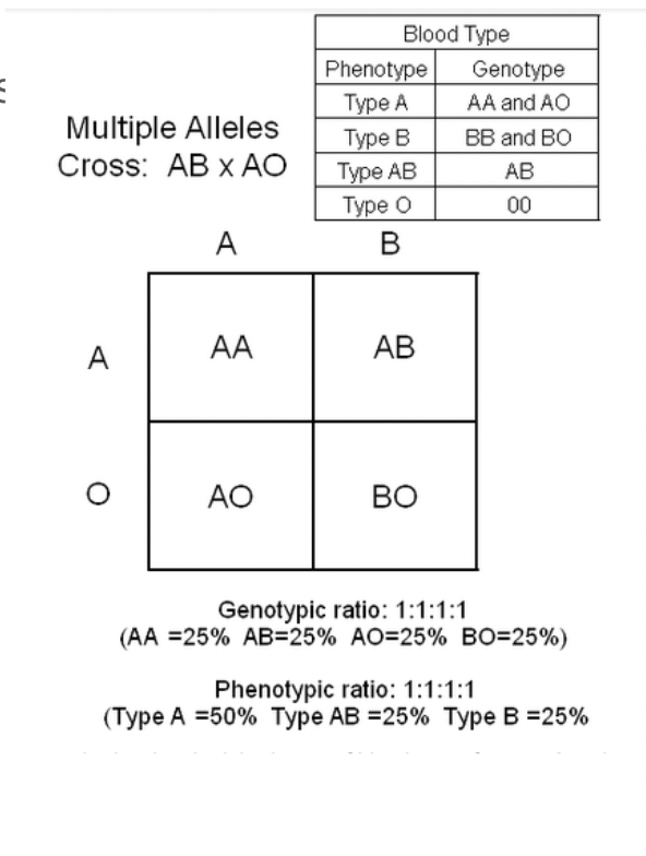 <p><span style="background-color: transparent; font-family: "Proxima Nova", sans-serif;"><span>ABO blood types - A and B are codominant, so people with type AB blood have A and B antigens on their blood cells</span></span></p>
