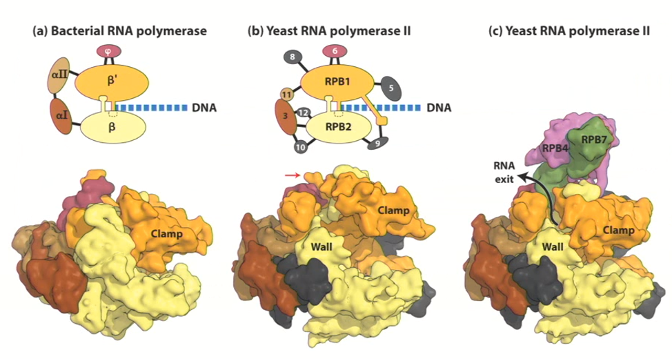 <ul><li><p>the enzyme that makes mRNAs (protein-coding genes)</p></li><li><p>Its responsible for the formation of messenger RNA (<strong>mRNA</strong>), small nuclear RNAs (<strong>snRNAs</strong>), Small interfering RNAs (<strong>siRNAs</strong>) and Micro RNAs (<strong>miRNAs</strong>)</p></li><li><p><strong>RNA polymerases all look like their bacterial ancestor (evolutionary conserved) structures look very similar</strong></p></li><li><p><strong>Colours in the image are meant to represent structures that share some sort of conformation&nbsp;</strong></p></li></ul><p></p>