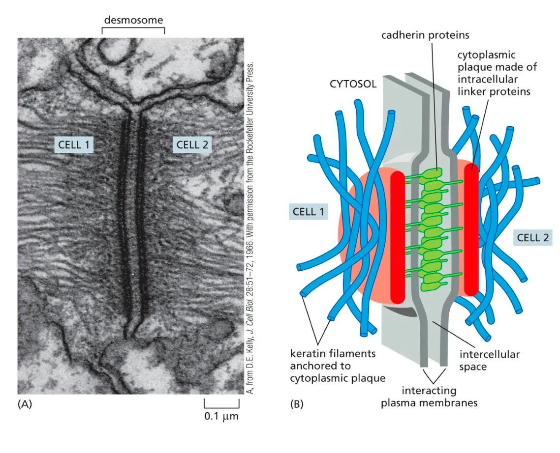 <p><strong><em>Desmosomes connect intermediate filaments between neighboring cells</em></strong></p><p></p><ul><li><p>Connections are formed between the cells but now the cadherins are connected to intermediate filaments.</p></li><li><p>Desmosomes connect intermediate filaments in one cell to the ones in another cell to form a tight sheet of cells</p></li><li><p>Same function as adherens but is another example of how the junctions occur. (structure to form that tight sheet)</p></li></ul><p></p>