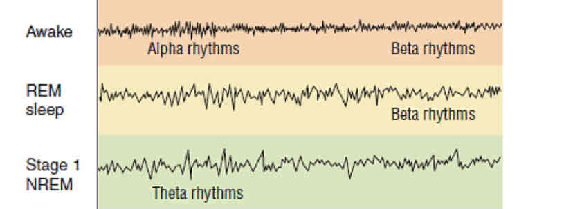 <p>brain waves slows down, muscles relax, and individuals may experience sudden muscle contractions ( happens during NREM Stage 1)</p>