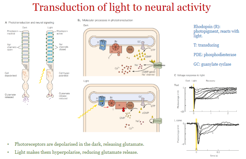 <ul><li><p>they are depolarised in the dark, releasing glutamate</p></li><li><p>light makes them hyperpolarise, reducing glutamate</p></li></ul>