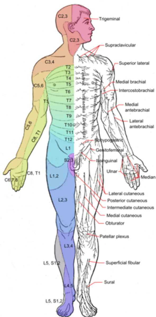 <p>A myotome is the group of muscles that a single spinal nerve root innervates.</p>