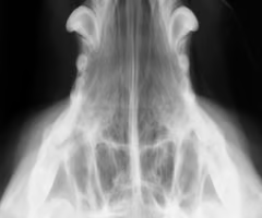 <p><span><span>What view do we use to valuate the nasal cavity and maxilla?</span></span></p>