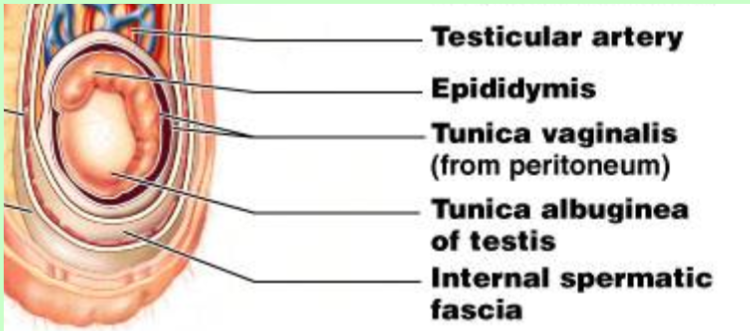 <p>Tunica vaginalis</p>