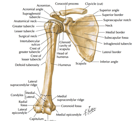 <p>Proximal Humeral Fractures account for 10% of all humeral fractures; Affected proximal locations include</p>