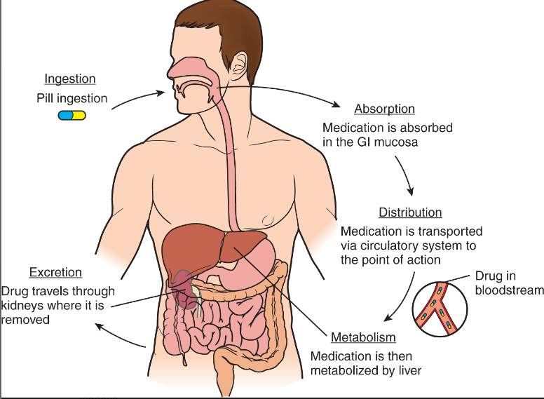 <p>This cycle has four main phases:</p><ul><li><p>absorption (how the medication enters our bloodstream)</p></li><li><p>distribution (how the medication travels to the appropriate site)</p></li><li><p>metabolism or biotransformation (how our body breaks the medication down into usable components and waste products)</p></li><li><p>excretion (how our body eliminates the extra medication and waste products)</p></li></ul><p></p>