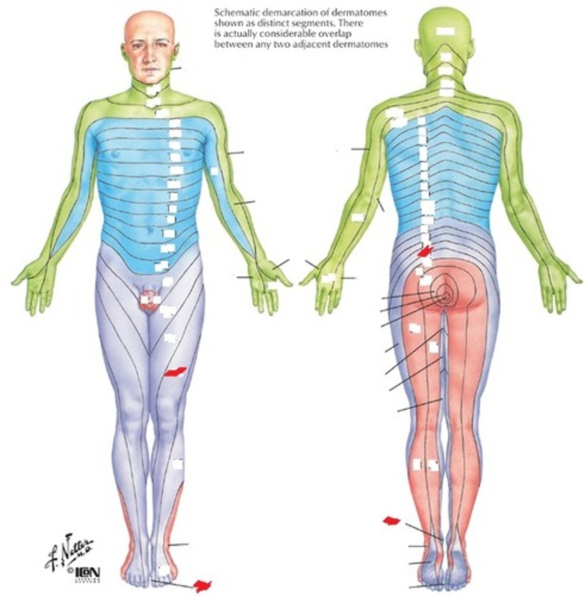 <p>Patella, medial lower leg, and medial malleolus</p>