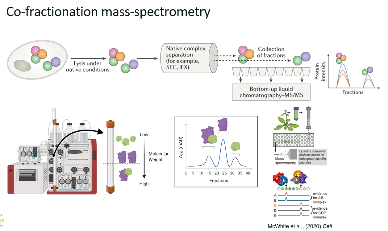 <p><strong><u>What?</u></strong></p><p>Co-fractionation mass spectrometry (CF-MS) is a method used to identify protein-protein interactions and protein complexes by analysing how proteins co-elute or co-sediment during fractionation.</p><p>Unlike methods that rely on tagging or proximity enzymes, CF-MS is label-free, uses native protein mixtures, and leverages the principle that proteins in a complex will behave similarly during fractionation.</p><p><strong><u>How?</u></strong></p><p>Typical workflow</p><ol><li><p>Native cell or tissue lysate is prepared under non-denaturing conditions (so that the protein complexes stay together)</p></li><li><p>Proteins are separated using <strong>a fractionation method</strong> such as size-exclusion chromatography (SEC, separate molecules based on size) or ion-exchange chromatography (IEX, separate molecules based on charge).</p></li><li><p>Each fractions are collected and analysed by LC-MS/MS</p></li><li><p>Protein abundance profiles across fractions are generated.</p></li></ol><p><strong><u>Advantages</u></strong></p><ul><li><p>Suitable for organisms or tissues where tagging is not feasible.</p></li><li><p>Captures stable and native interactions across conditions.</p></li></ul><p><strong><u>Limitations</u></strong></p><ul><li><p>Less sensitive for transient or low-abundance interactions</p></li><li><p>Large sample and MS workload</p></li></ul><p></p>