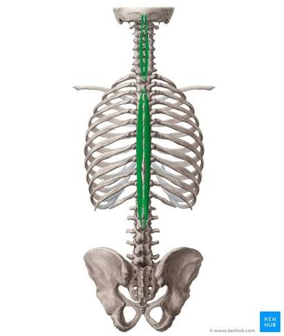 <p>Origin: spinous process lumbar</p><p>Insertion: base of skull</p><p>Action: extend vertebrae</p>