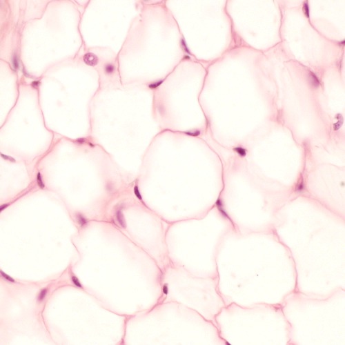 <p>Name the tissue</p>