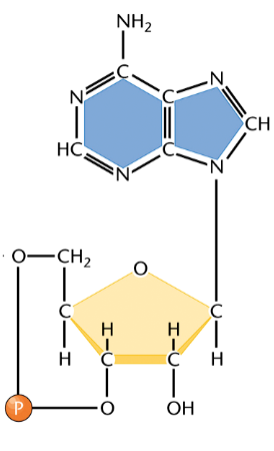 <p>cyclic adenosine monophosphate</p><p>a cyclic nucleoside monophosphate</p><p>used by cells as a messenger in both intracellular and intercellular signaling</p><p>can bind to a specific binding site on a protein, e.g. epinephrine, to activate the protein</p>