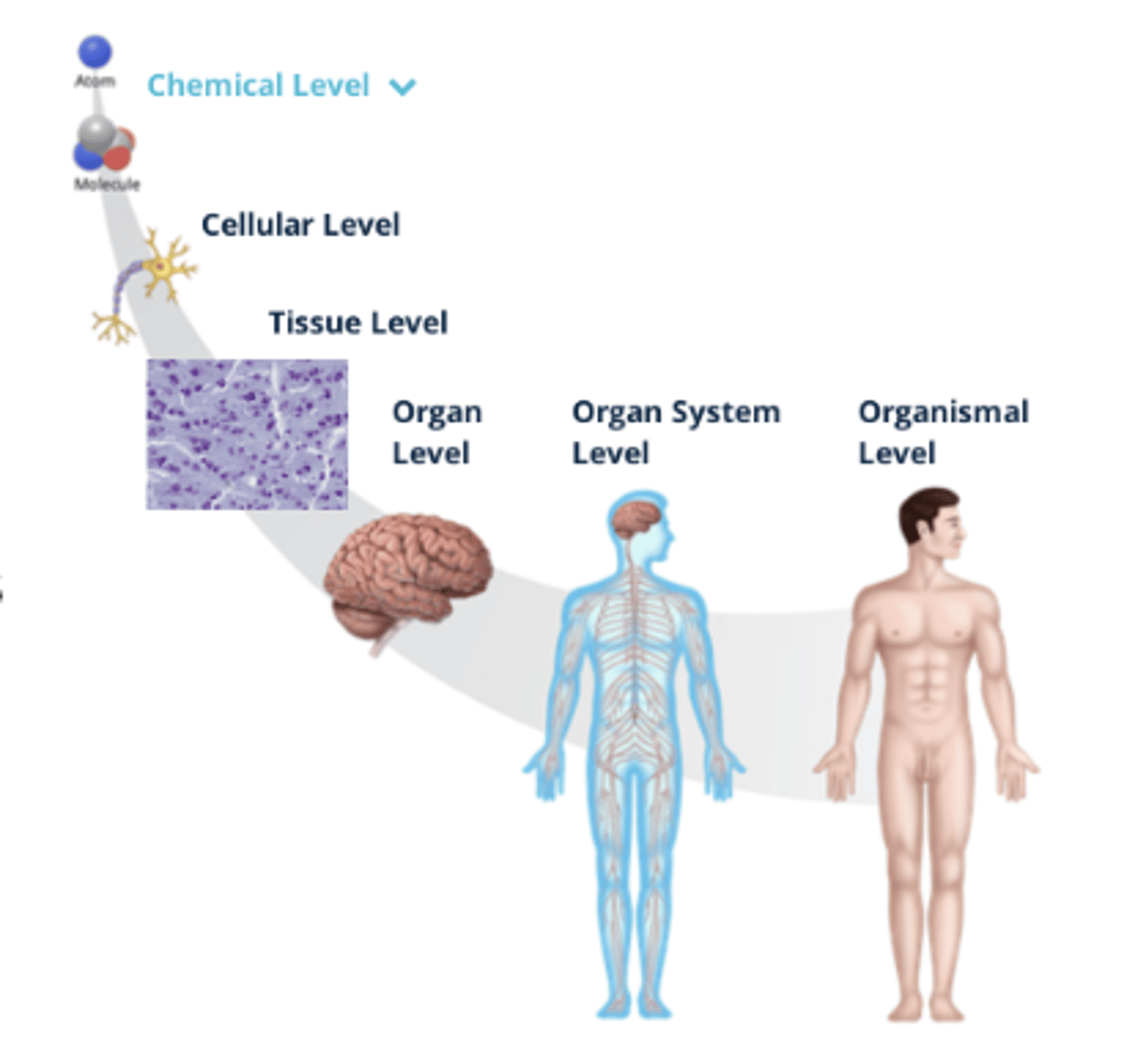 <p>Tissues are similar cells that perform specialized functions</p>