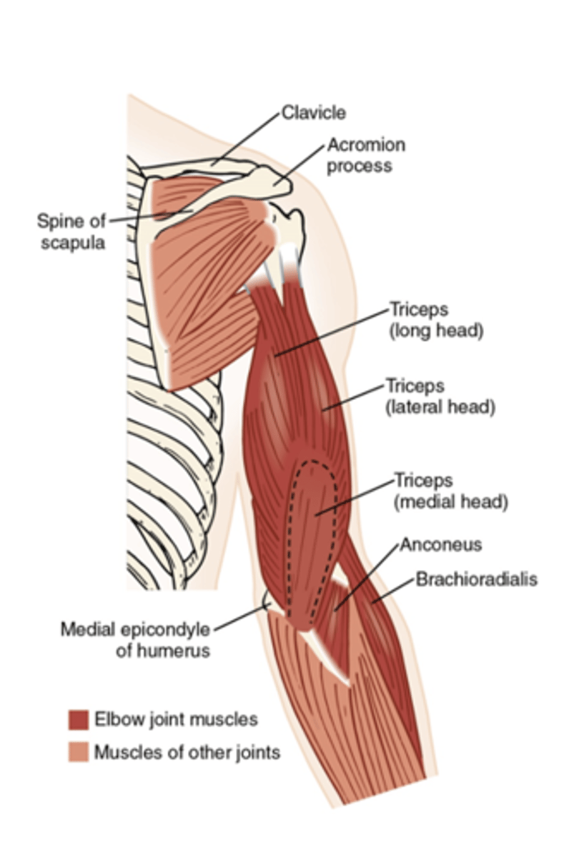 <ul><li><p>triceps brachii</p></li><li><p>anconeus</p></li><li><p>supinator</p></li><li><p>brachioradialis</p></li></ul><p></p>