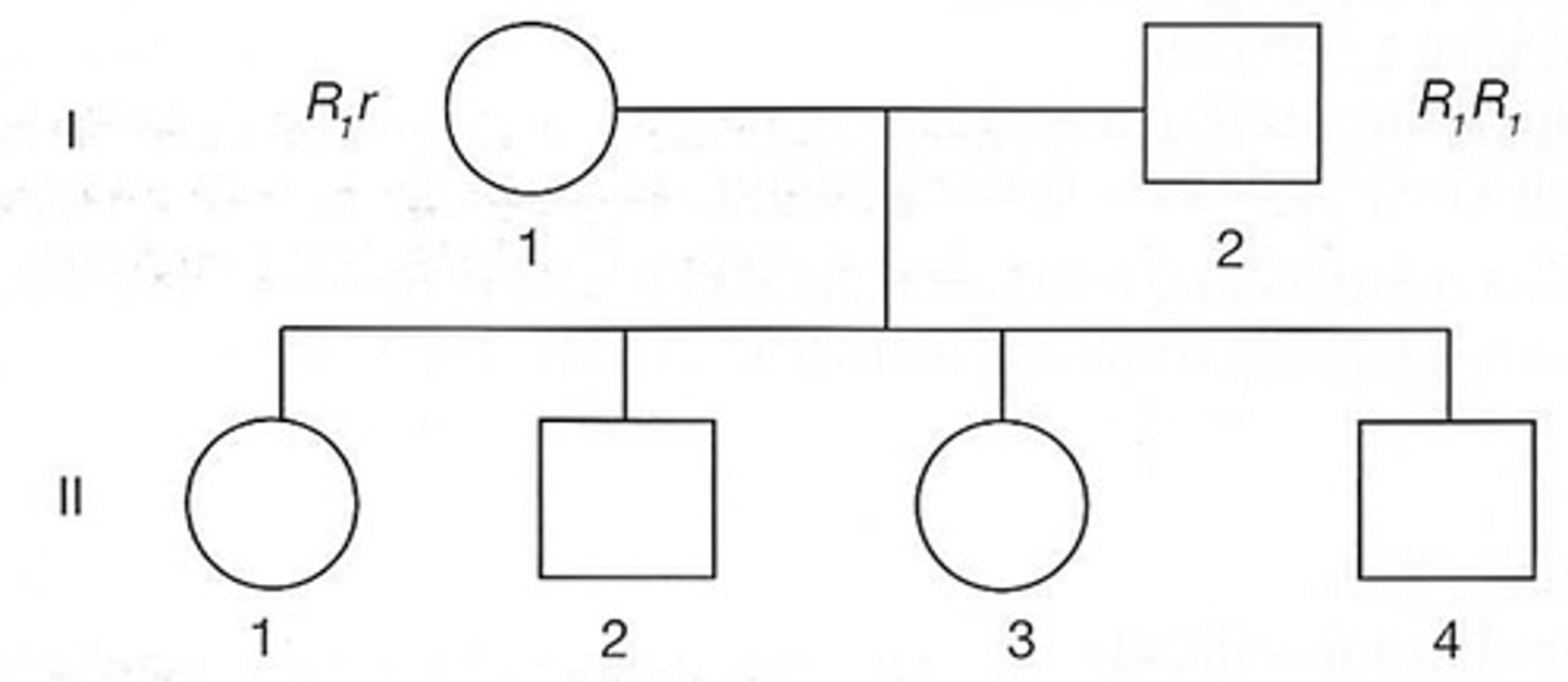 <p>58. Refer to the following diagram:</p><p>Given the most probable genotypes of the parents, which of the following statements best describes the most probable Rh genotypes of the 4 children?</p><p>a. 25% will be R0r1, 25% will be R1r, and 50% will be R1R1</p><p>b. 50% will be R1r, and 50% will be R1R1</p><p>c. 100% will be R1r</p><p>d. 100% will be R1r1</p>