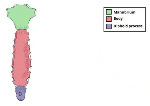 <p>The sternum is a flat bone that may be divided into 3 parts: </p><ol><li><p>Manubrium</p></li><li><p>The body</p></li><li><p>Xiphoid process</p></li></ol><p></p>