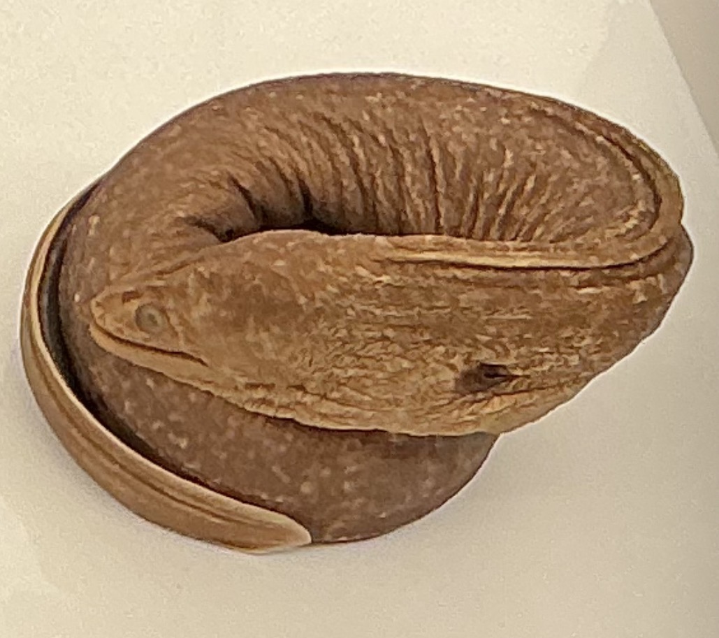 <p>Name the order</p>