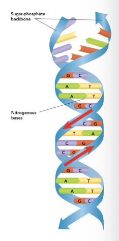 <p>Shaped like a&nbsp;<strong>twisted ladder</strong>.</p><ul><li><p>Sides = sugar + phosphate (backbone)</p></li><li><p>Rungs = base pairs (A-T, C-G)</p></li></ul><p></p>