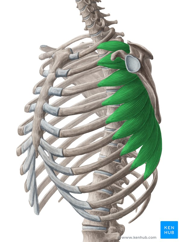this muscle’s nerve supply is ___