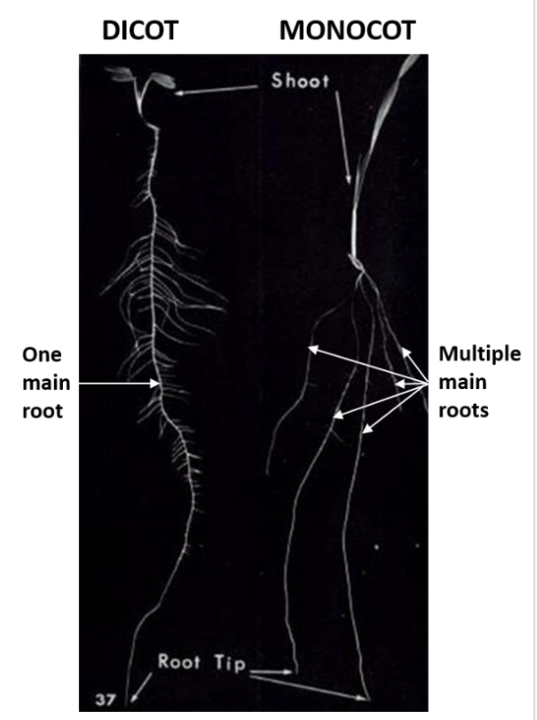 <ol><li><p>many main roots</p></li><li><p>give rise to lateral roots</p></li><li><p>parallel veins</p></li></ol><p>→ creates fibrous root system</p><ul><li><p><strong>secondary homorhizic</strong></p></li></ul><p></p>