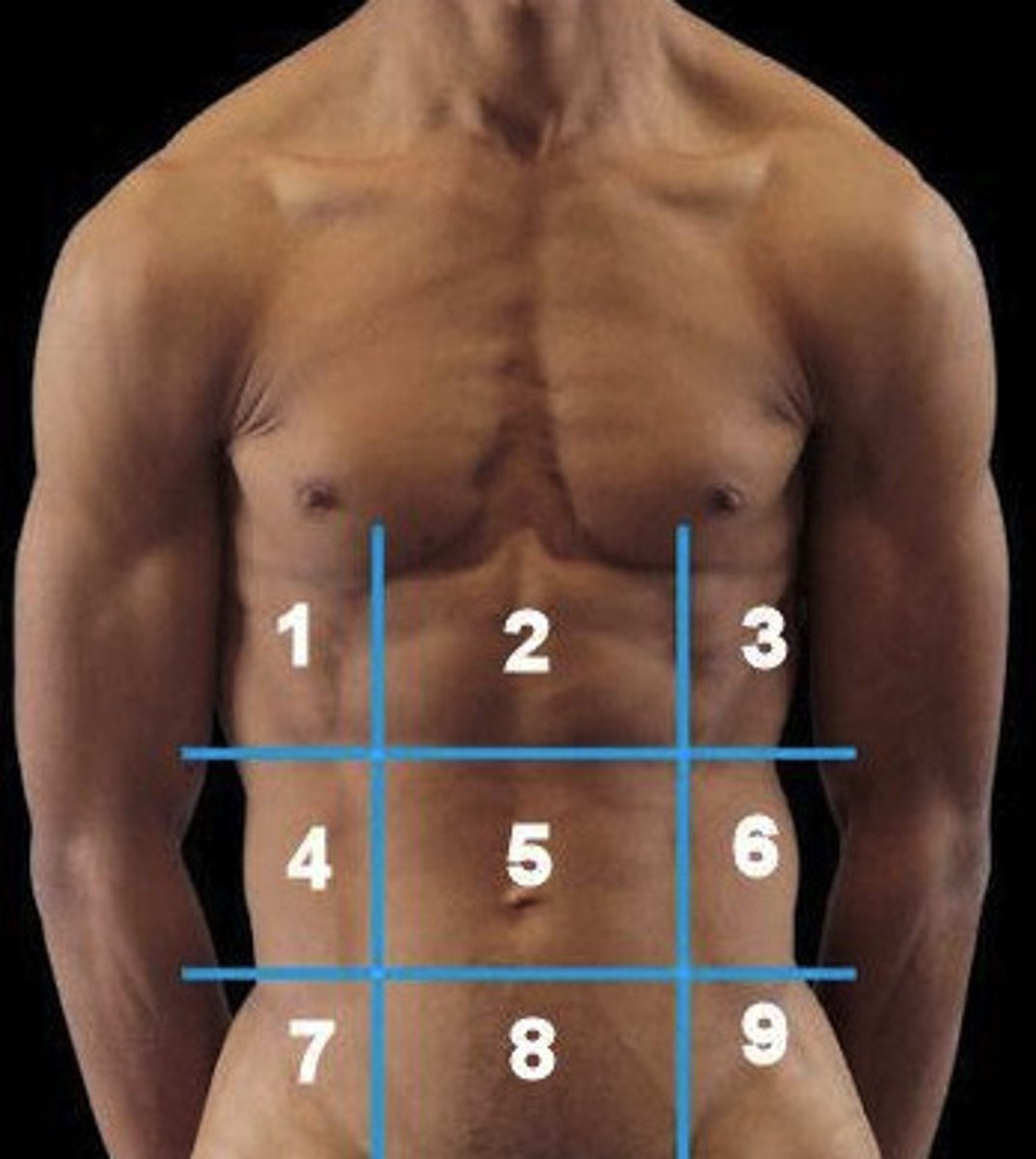 <p>One of 9 regions of the abdomen #4 and #6 in pic (right and left, respectively)</p>