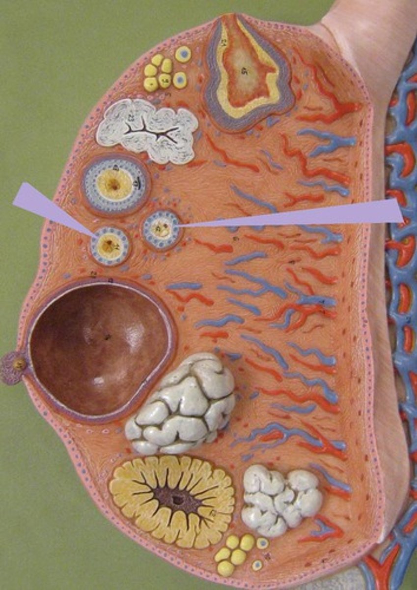 <p>contains an immature oocyte</p>