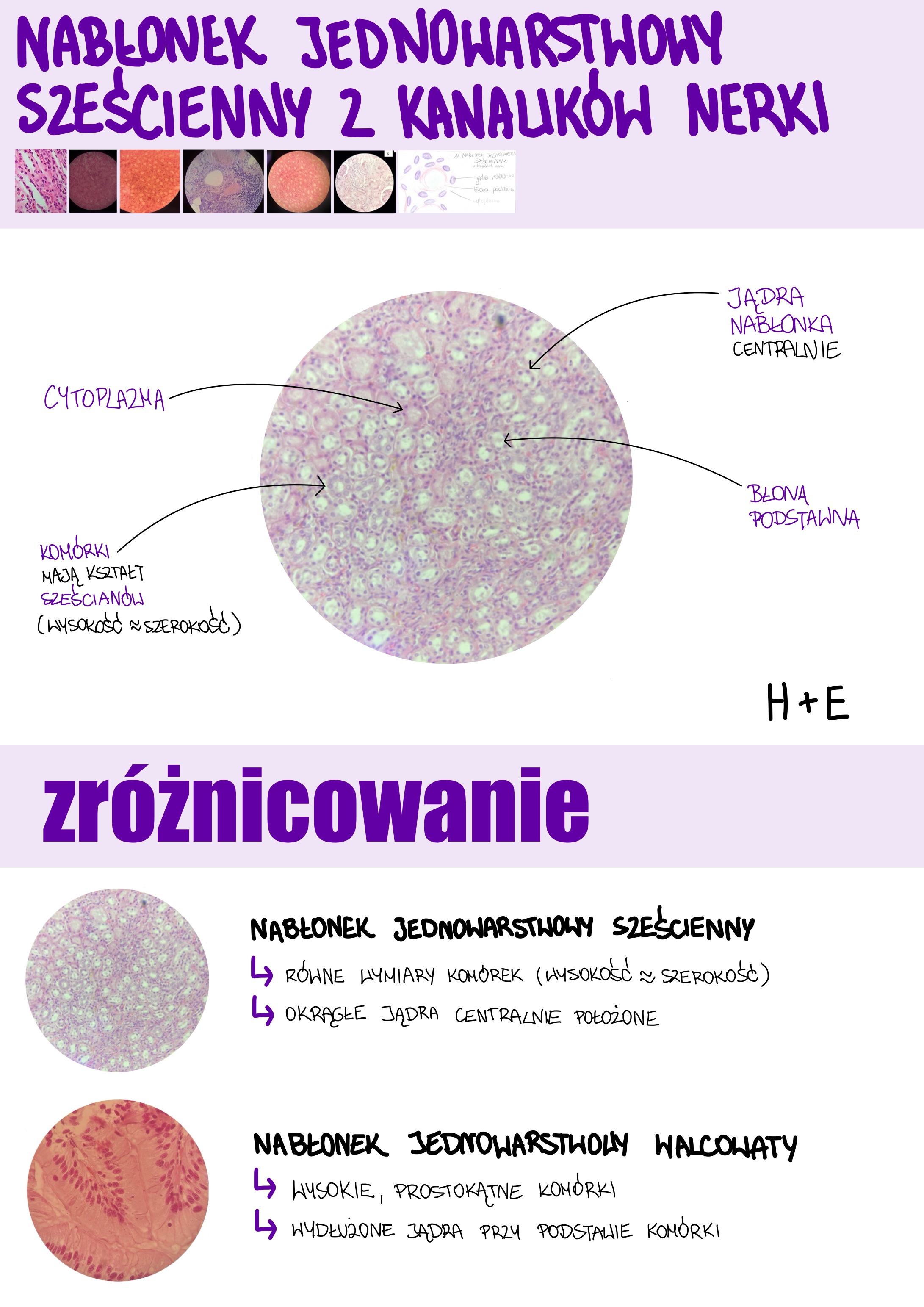 <p>Nabłonek jednowarstwowy sześcienny z kanalików nerki</p>