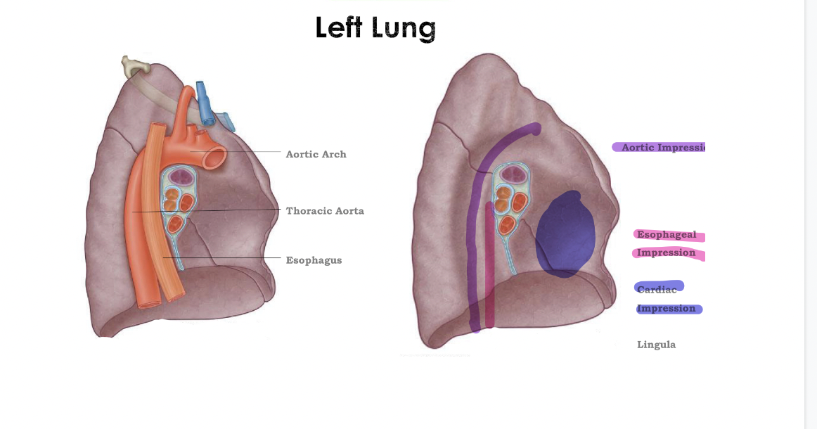 <p>Left Lung</p>