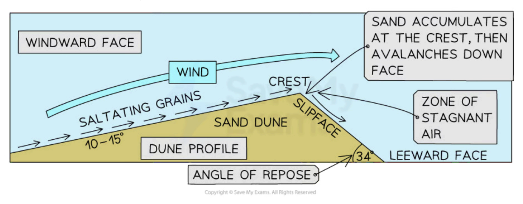 <ul><li><p>They are the consequence of saltation</p><ul><li><p>hte transport of hard particles over an <u>uneven</u> surface in a <u>turbulent</u> flow of air or water.</p></li></ul></li><li><p>Dunes grow as sand particles move up the gentle, windward slope, by the processes of saltation and surface creep</p></li><li><p>The sand particles continually fall over the crest of the dune, onto the steeper, slightly concaved, leeward slope/slip face</p></li><li><p>The top of the slip face&nbsp;is steep because it is made of fine-grained sand and it is kept steep by wind eddies</p></li><li><p>The bottom of the slip face is gentle,&nbsp;contains coarse-grained sand and may have further sand ripples</p></li></ul><p></p>